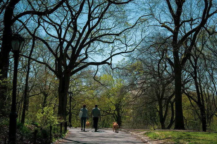 A photo of a couple walking through a park with their dog